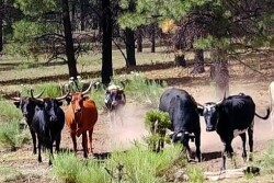 Estray Cattle in Gila National Forest