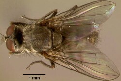 horn_fly01.jpg