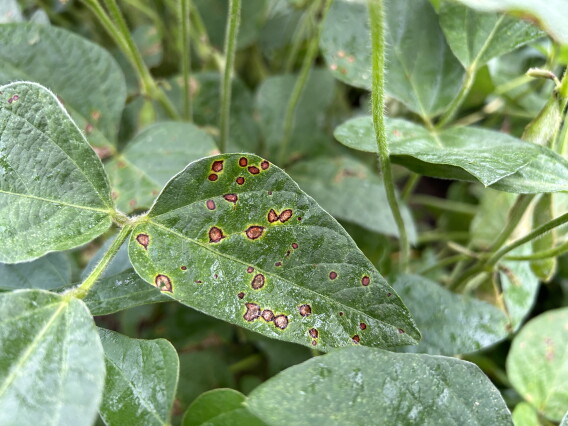 Spots Near Ruedi Frogeye Leaf Spot Symptoms: Identifying FLS in Soybeans - AgWeb