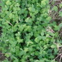 Redclover_covercrop