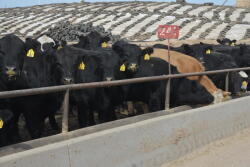 January placements up 4.4% versus a year ago, while Feb. 1 feedlot cattle at 107.9% of year ago.