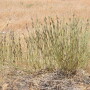 Widespread drought wasn't the only factor that caused depleted grazing conditions in the Western U.S. last year. Grasshoppers ravaged hay and grass, causing some livestock producers to liquidate a portion of their herd. 