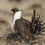 Sage-grouse