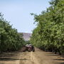 California_Almond_Bloomberg