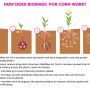 In the soy-based carrier is a microbe, which colonizes once it’s delivered in the soil. BioWake is a dry product and is stable on the seed for 180 days. Application rate is ½ ounce per unit of seed for both corn and soybeans. 