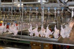 Can Americans eat more chicken? The industry bets 'yes'