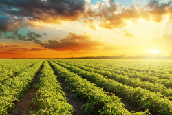 tomato field at sunset