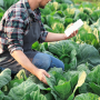 person in lettuce field