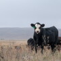 Cow-Calf Troy Walz