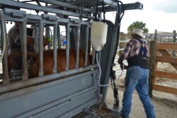 BT_Dewormer_Cattle