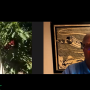 The Packer's Tom Karst visited  July 16 with Kyle Mathison of Stemilt Growers 