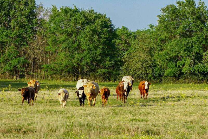 Rainbolt Ranch, Texas