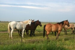 African horse sickness is transmitted by insects