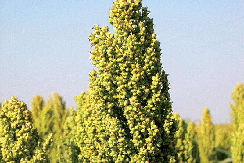Sorghum