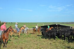 BT_Cattle_Horseback_Cowboys