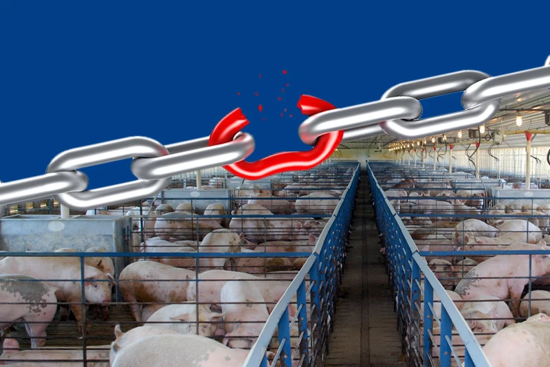 Finisher Sites Are the Weak Link in Swine Disease Biosecurity