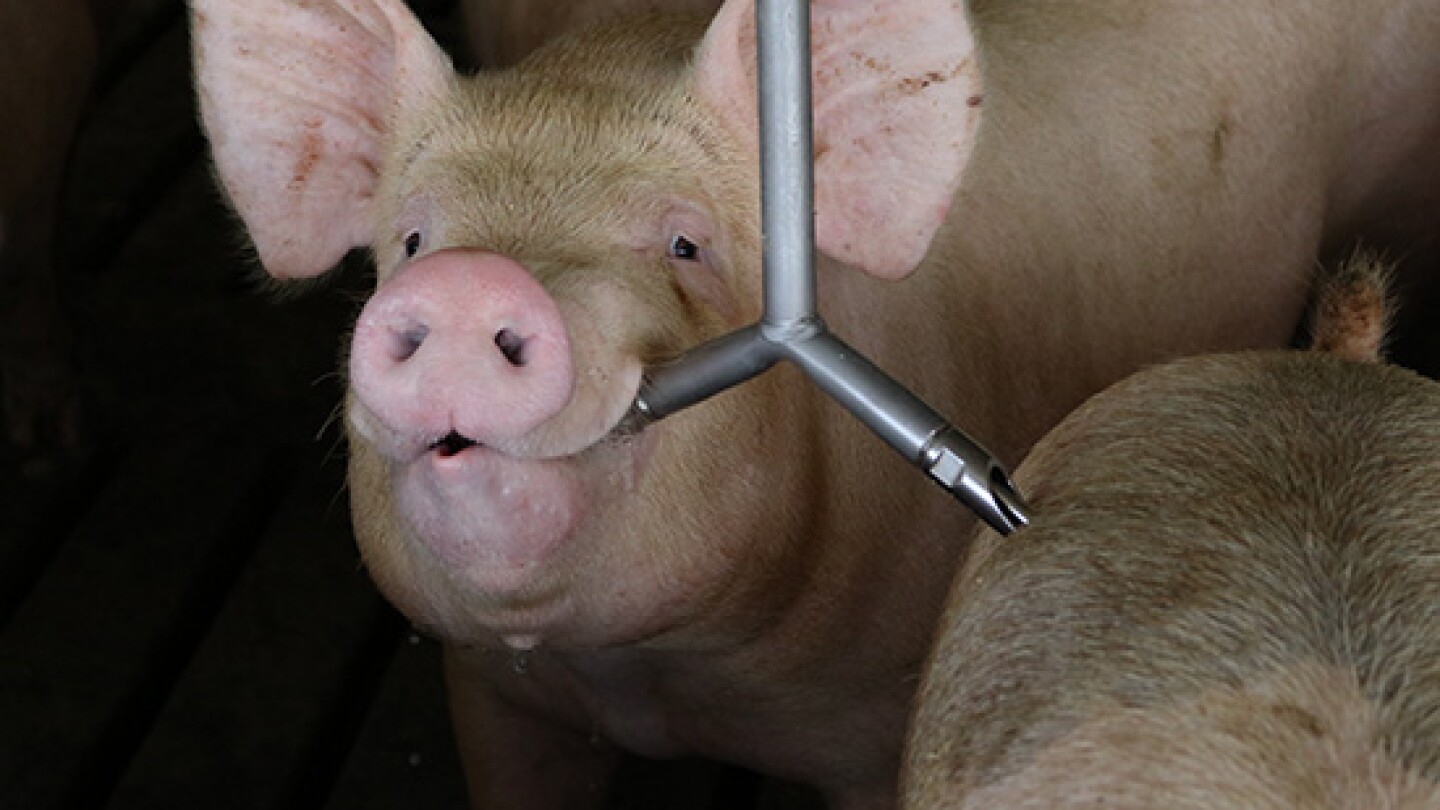 Herd Health Woes: When are Water-Soluble Options the Answer?