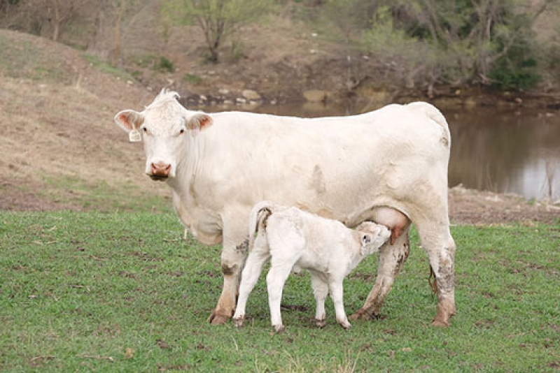 Charolais cow KSU.png