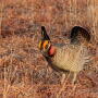 Lesser Prairie Chicken
