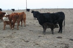 The bacteria, C. perfringens Type C in nursing-age calves, may proliferate and become toxic when a calf’s nutritional intake is inconsistent.