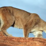 Mountain Lion