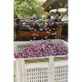 This year’s prune harvest was a short one – 50,000 tons – but it was “a high-quality” crop, says Donn Zea, executive director of the California Prune Board