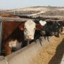 Cattle in feedyard