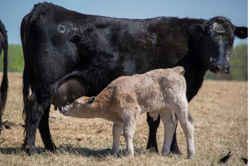 Angus cow calf cross pair