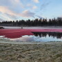 ocean spray cranberry