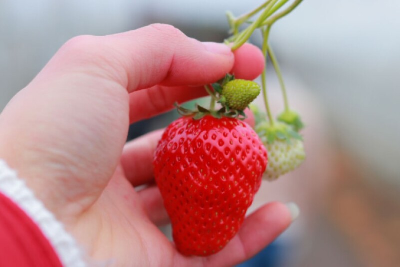 Florida Brilliance Strawberry Seeds near Me: Best Deals & Tips 4 Florida Brilliance Strawberry Seeds near Me: Best Deals & Tips