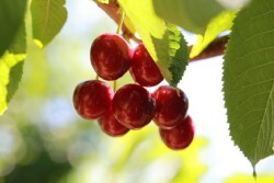 Skylar Rae cherries