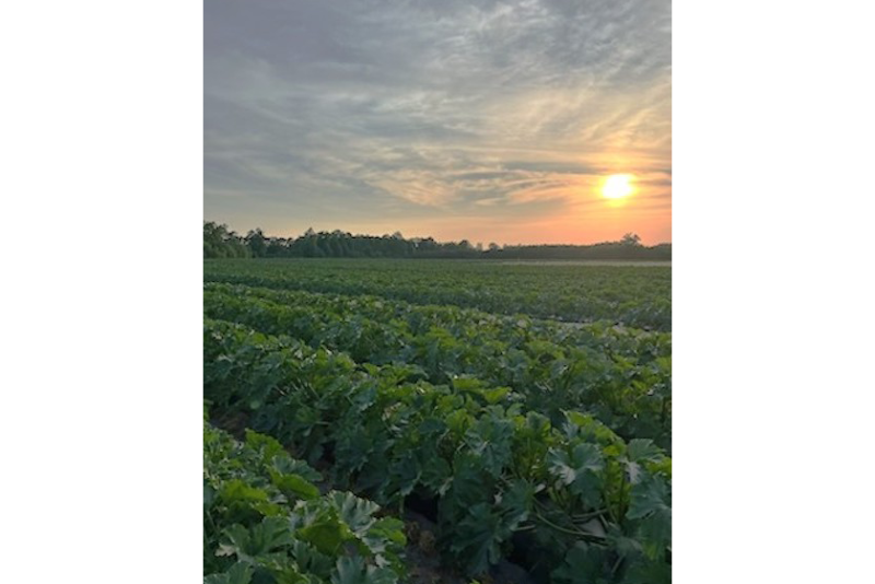 nc zucchini field