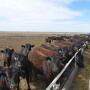 Technology can help prevent treating cattle that are not ill.