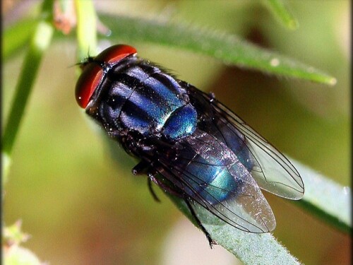 Secondary Screwworm Fly