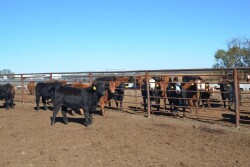 Starting Backgrounding Weaning Calves
