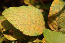 Asian Rust