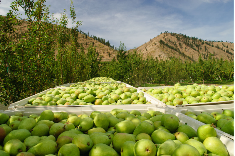 Stemilt Pears.png