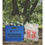 Oke Avocado field 