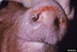 African Swine Fever continues to impact herds in Europe.