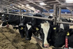 Dairy cows holstein feedbunk collars