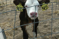 Calf health is a wild card that is often out of the cattle feeder’s control; it is predetermined by the dairy’s attention to providing timely colostrum to the newborn calf. 