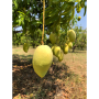 honey mangoes
