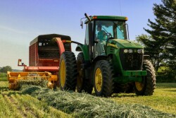 Cover crops can benefit dairy producers as a forage source for young stock by saving higher quality forages for lactating cows. 