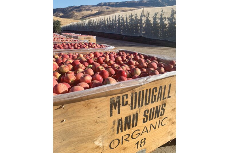 January traditionally is the biggest apple month of the year for CMI Orchards, which markets the Daisy Girl Organics brand, says Loren Foss, organic manager. “People start thinking healthy and buying healthy,” he says.