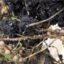 soybean cyst nematode.PNG