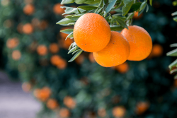 6E5590D6-A250-4B3E-A719E19CEF386813.png