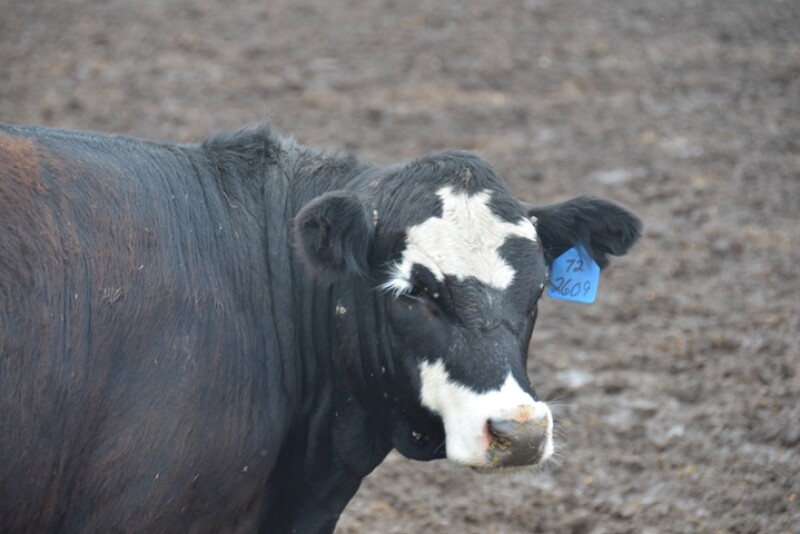 Cattle feeding losses continue.
