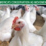 Chickens add another source of income to the Borg family farm.