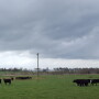 Excessive rainfall hampered some ranches in 2019.