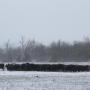 Winter Feeding